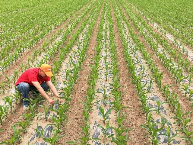 Super-high production methods for maize
