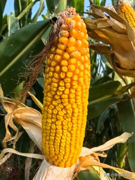 Super-high production methods for maize