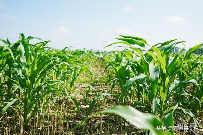 Super-high production methods for maize