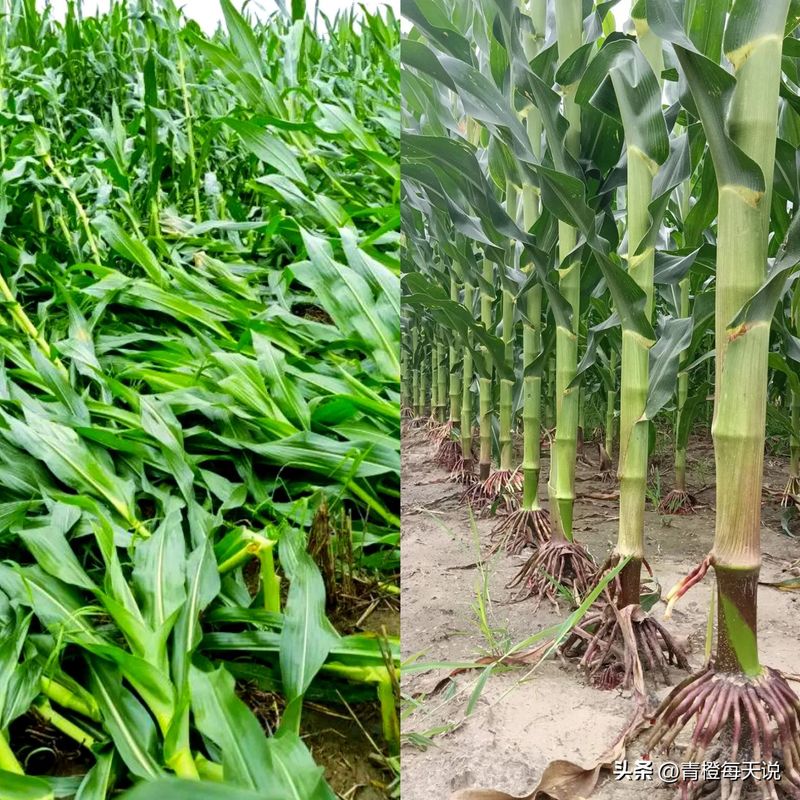 Super-high production methods for maize