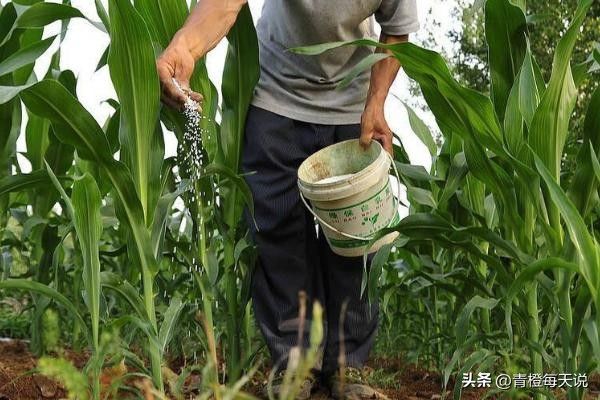 Super-high production methods for maize