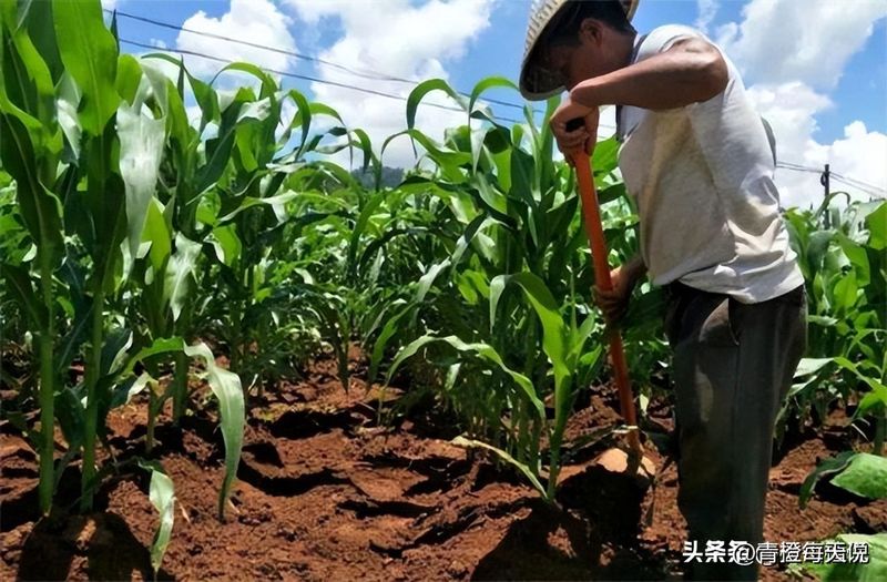 Super-high production methods for maize