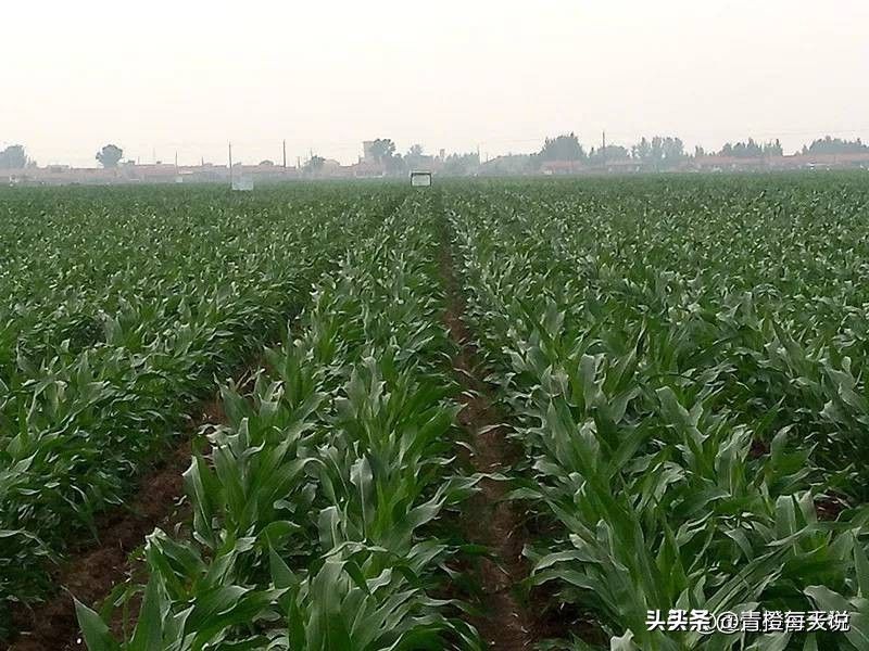 Super-high production methods for maize