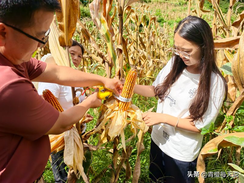 Super-high production methods for maize