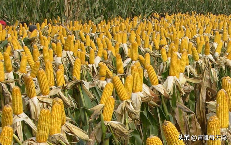 Super-high production methods for maize