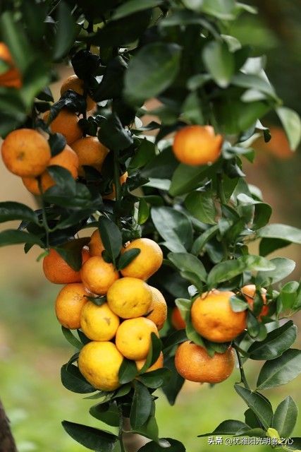 Sugar orange cultivation techniques