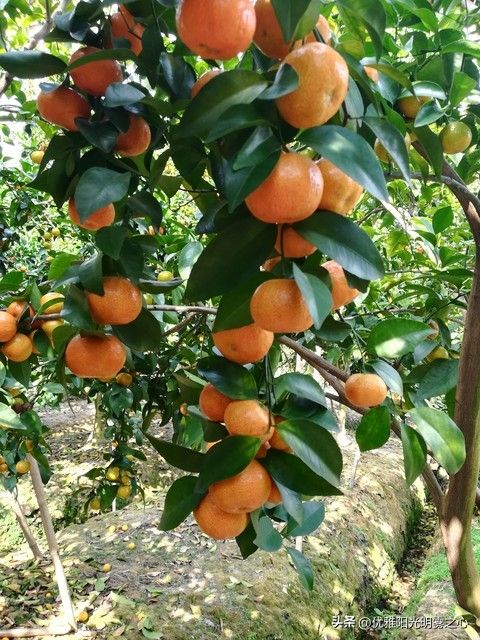 Sugar orange cultivation techniques