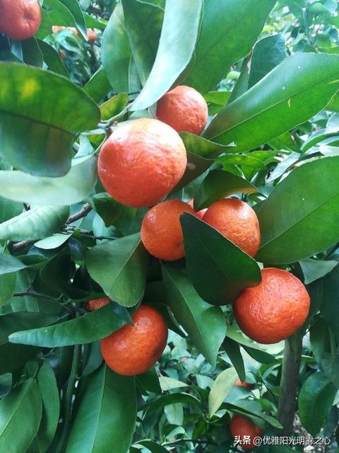Sugar orange cultivation techniques