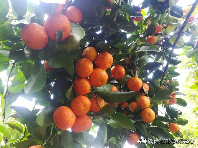 Sugar orange cultivation techniques