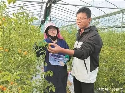 冬季番茄种植技术