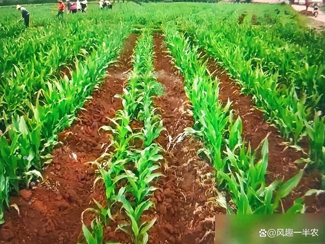 Super-high production methods for maize