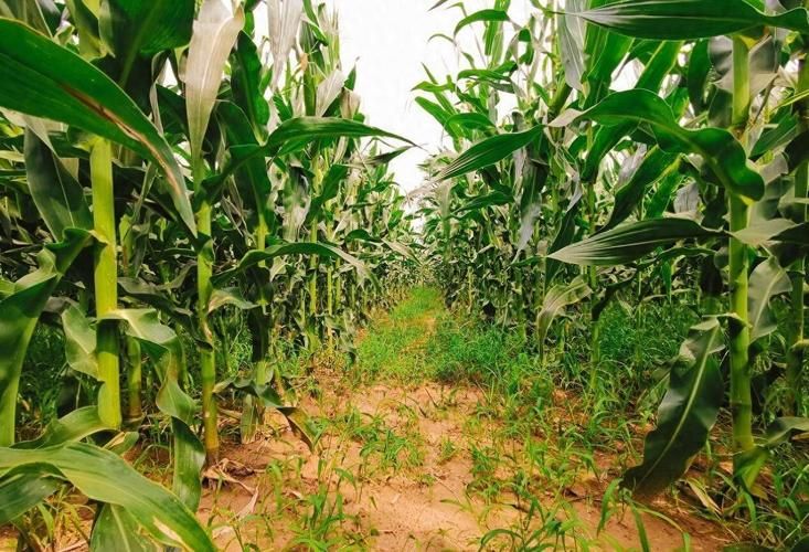 Super-high production methods for maize