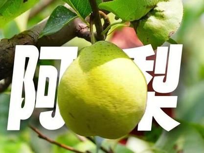 雪花梨种植技术