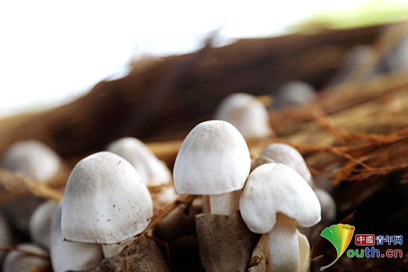 草菇种植方法