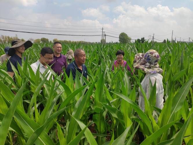 Super-high production methods for maize