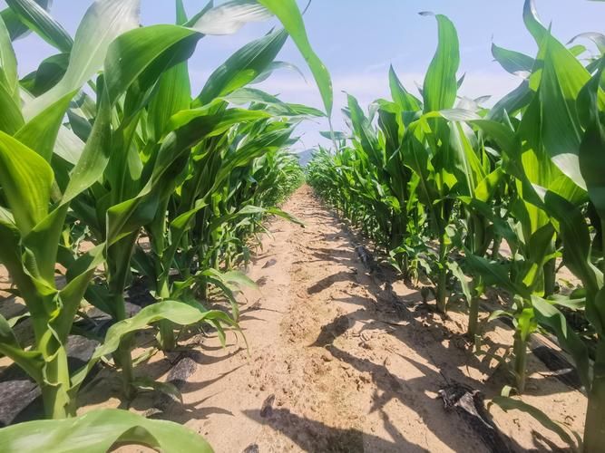 Super-high production methods for maize