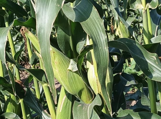 Super-high production methods for maize