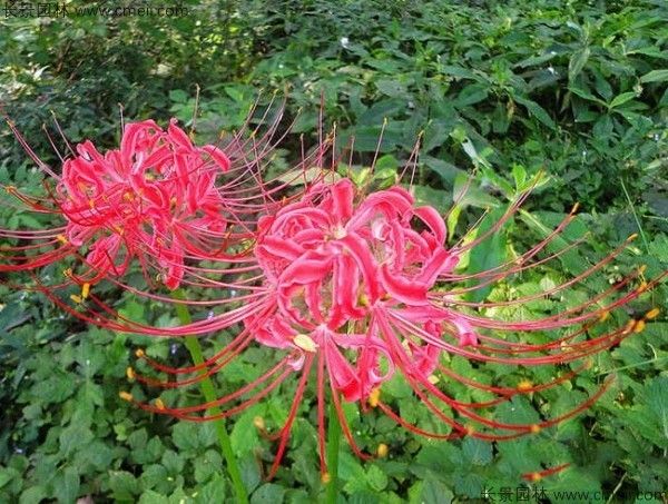 How does lily grow
