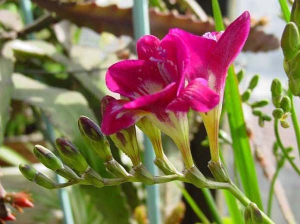 How does lily grow