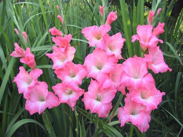 How does lily grow