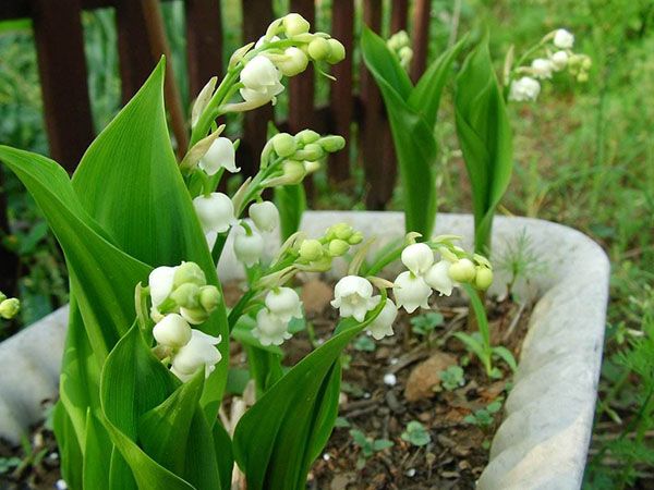 How does lily grow