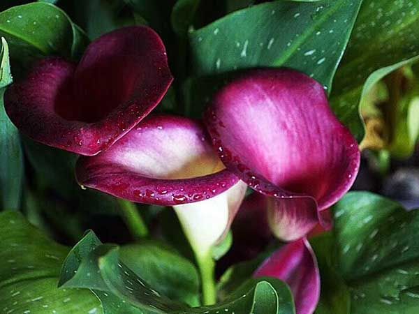 How does lily grow