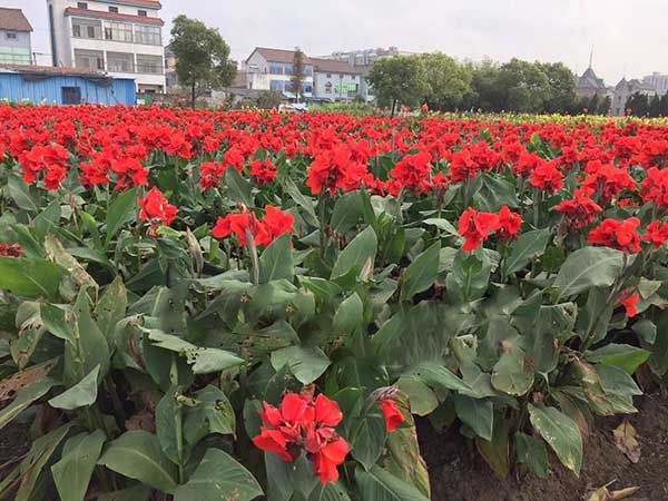 How does lily grow