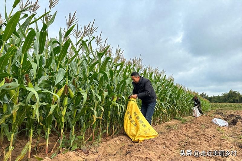 Super-high production methods for maize