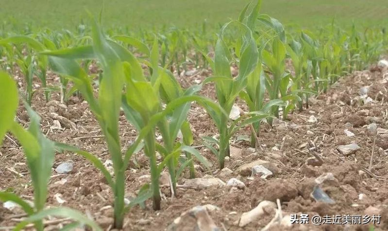 Super-high production methods for maize
