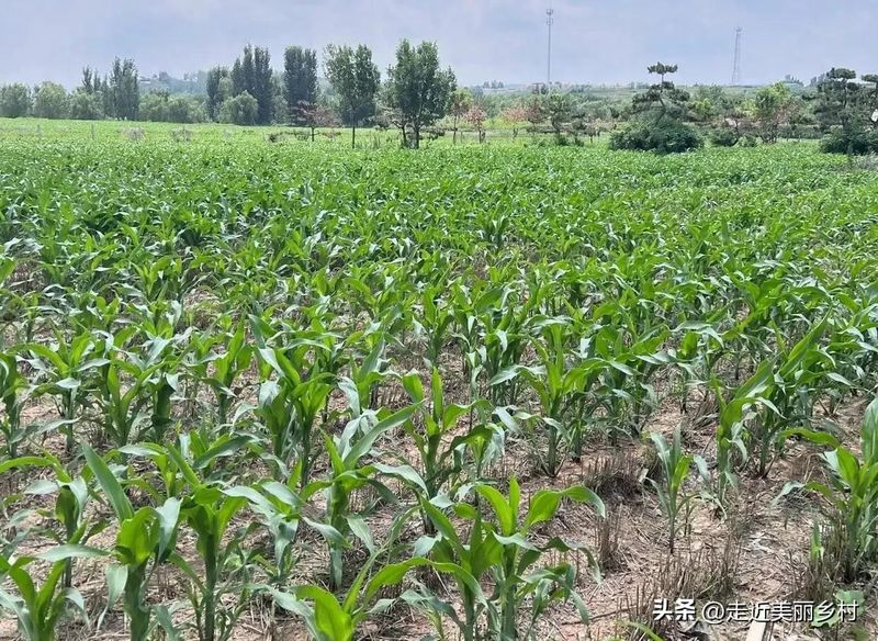 Super-high production methods for maize
