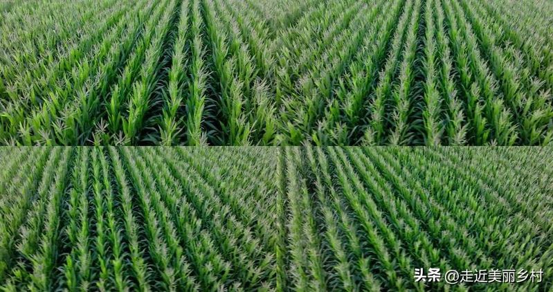 Super-high production methods for maize