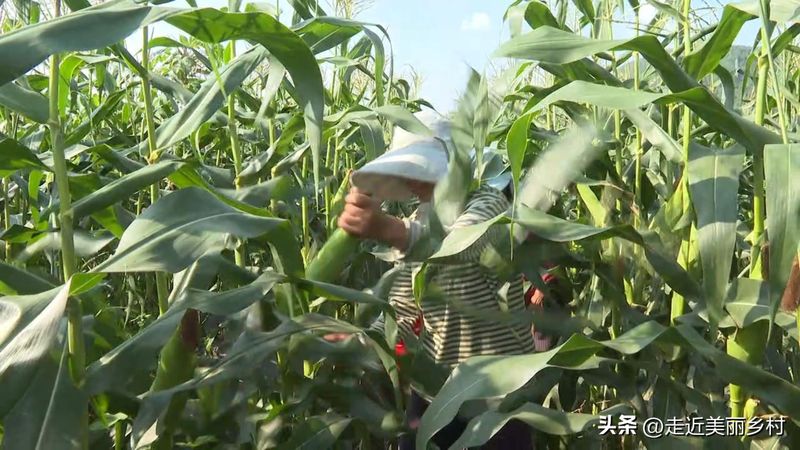 Super-high production methods for maize
