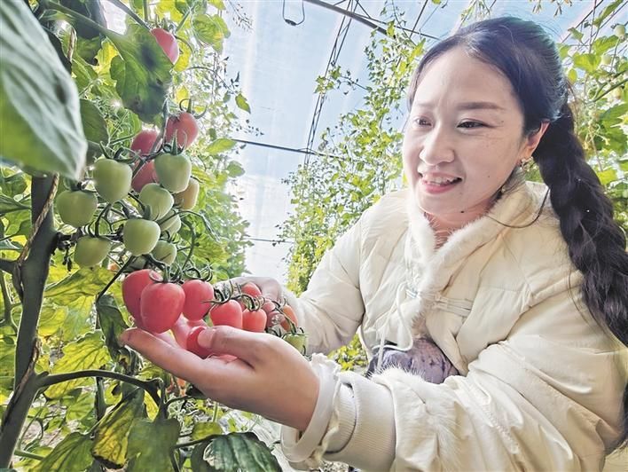 冬季番茄种植技术