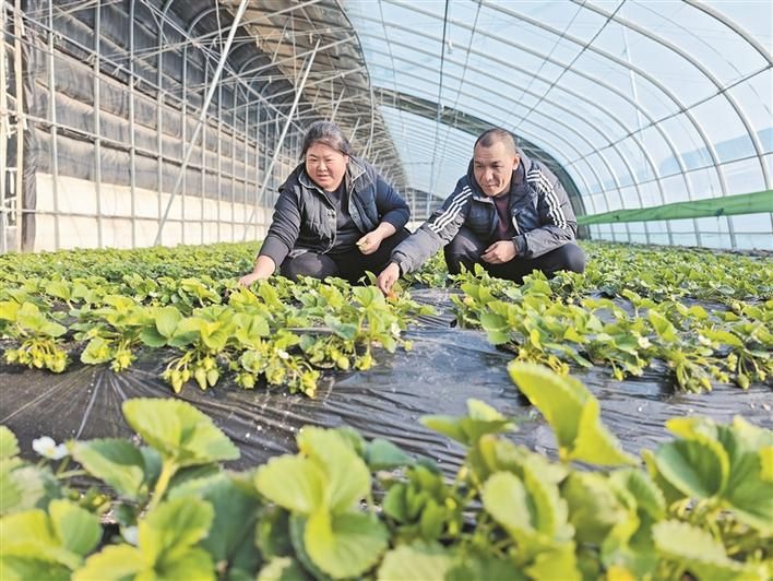 冬季番茄种植技术