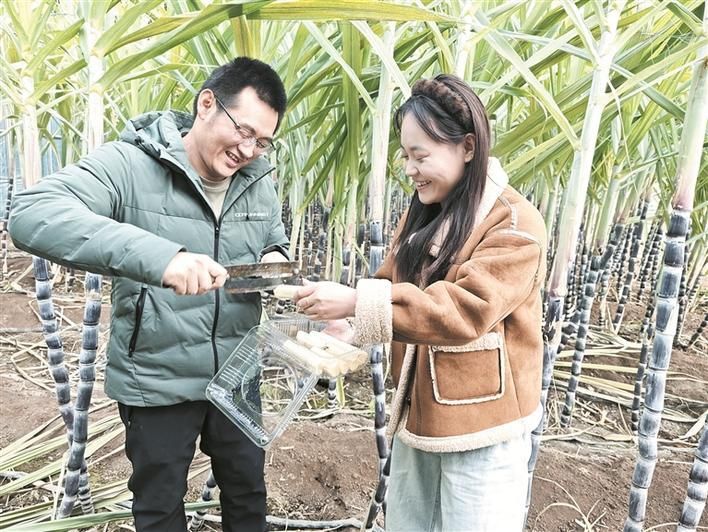 冬季番茄种植技术