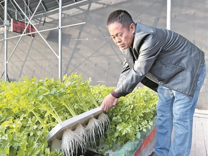 冬季番茄种植技术