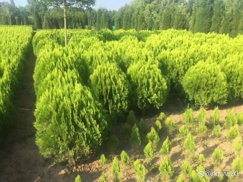 植物种植土层厚度
