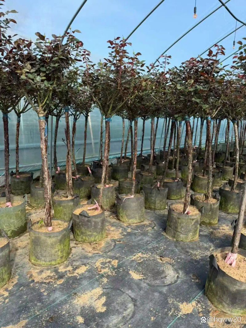 植物种植土层厚度