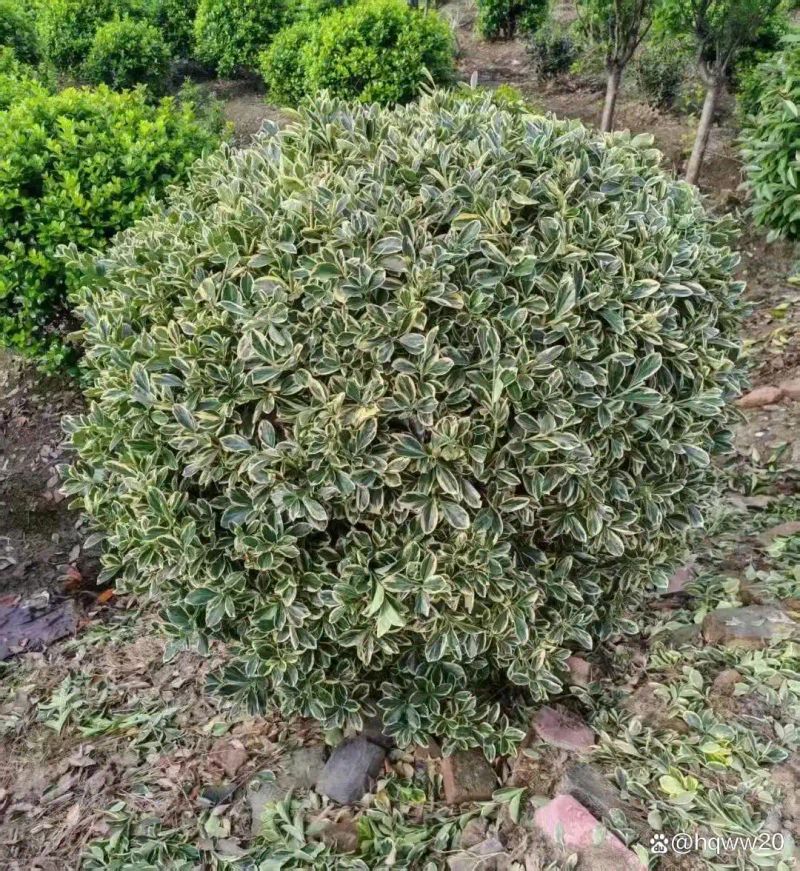 植物种植土层厚度