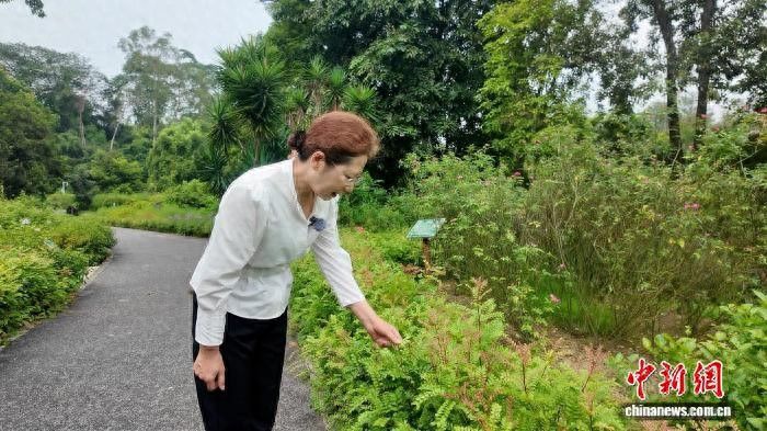 除虫菊种子的种植方法