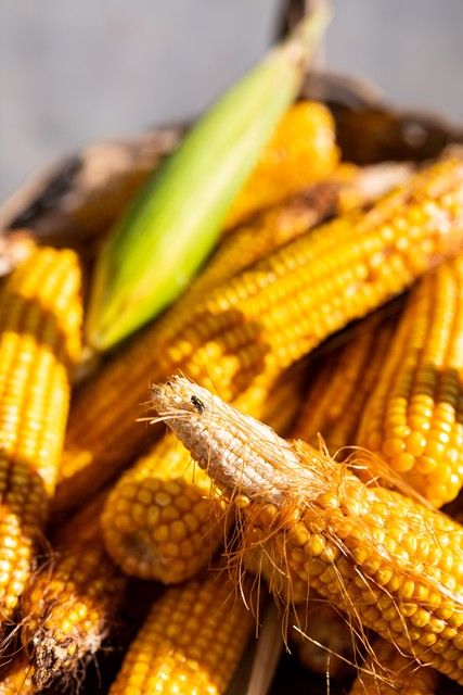 Super-high production methods for maize