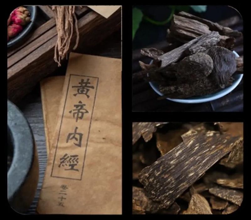 “众香之王”沉香的中医药用价值