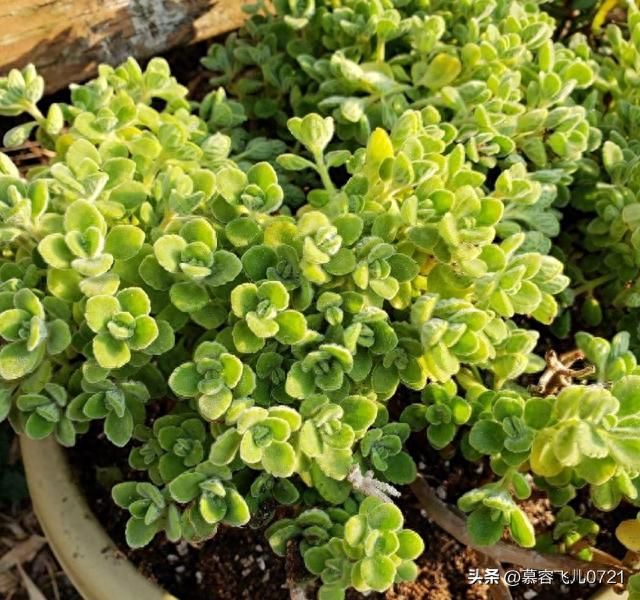 除虫菊种子的种植方法