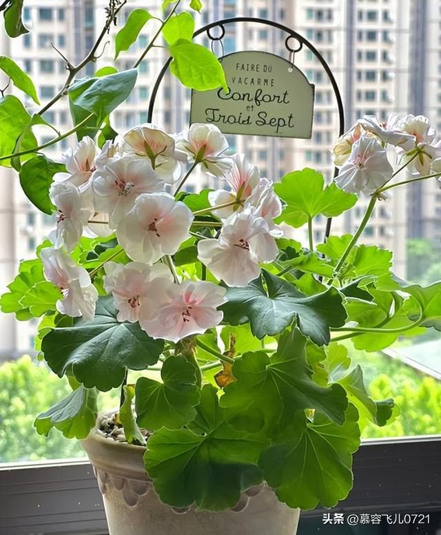 除虫菊种子的种植方法