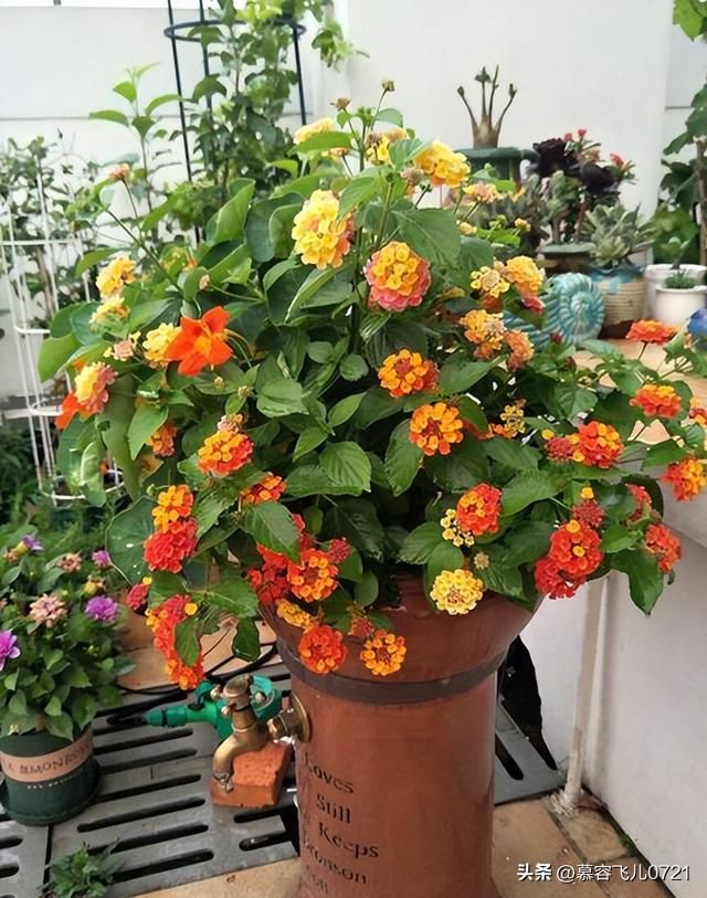 除虫菊种子的种植方法