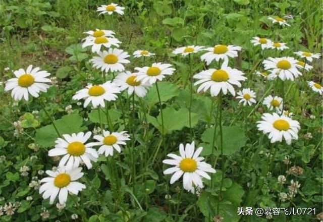 除虫菊种子的种植方法