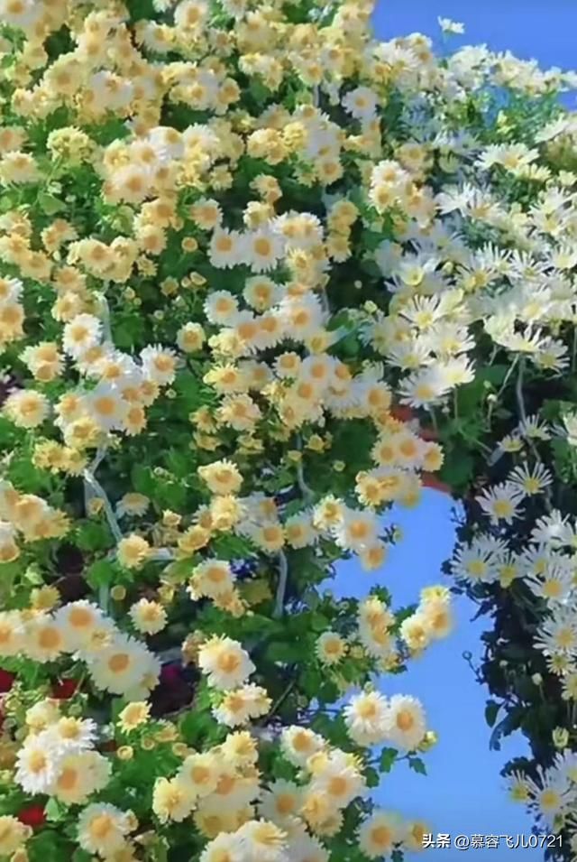 除虫菊种子的种植方法