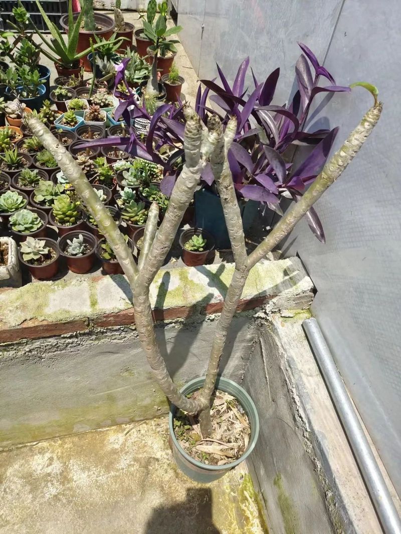 Plantation methods