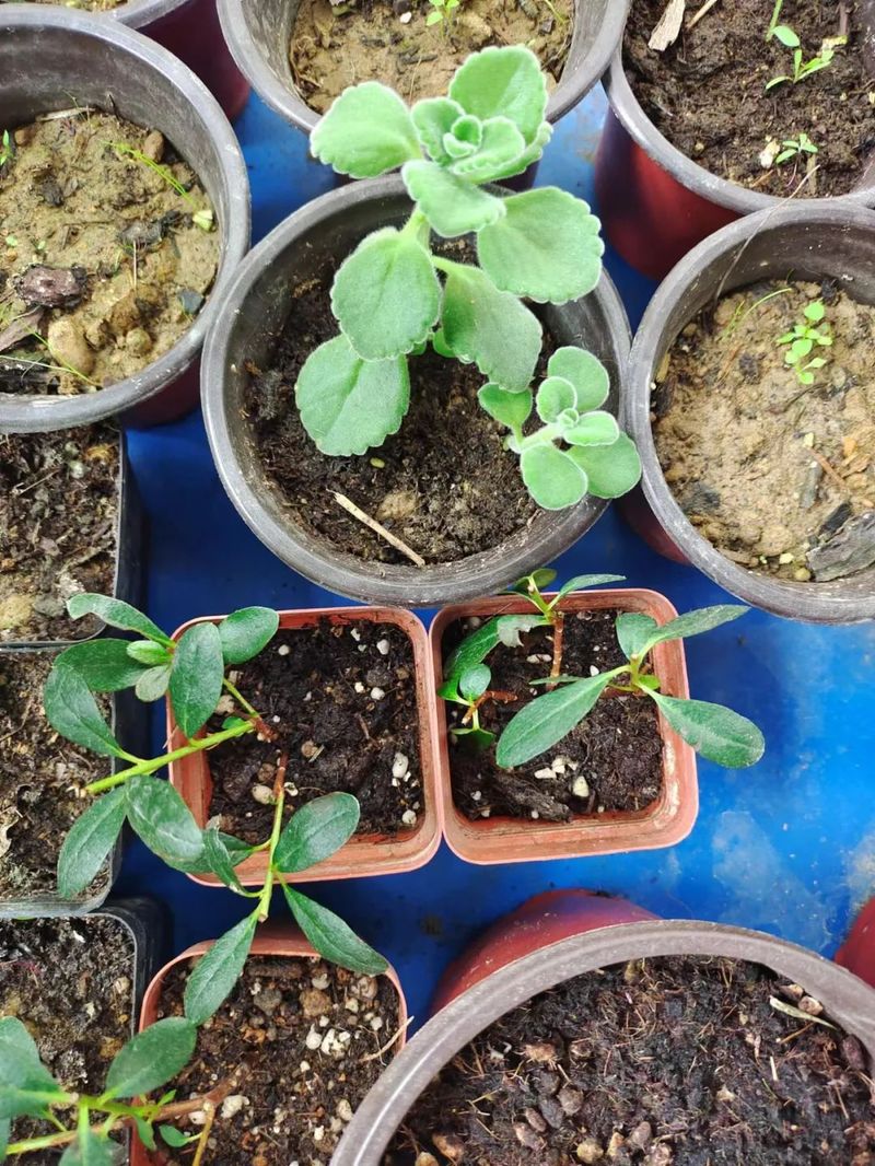 Plantation methods