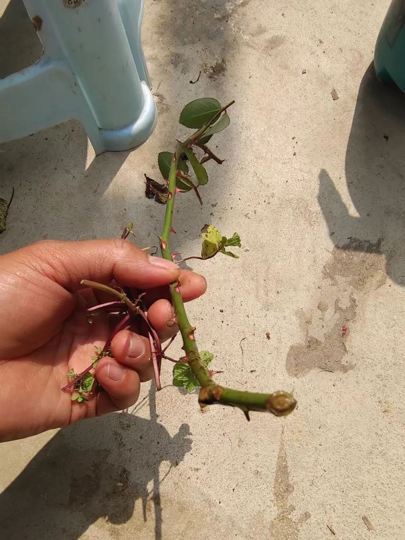 Plantation methods
